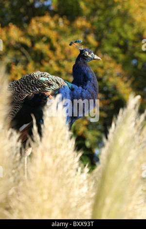 Walton Hall and Gardens. Close up vue automnale d'un paon à Walton Hall Gardens Zoo pour les enfants. Banque D'Images