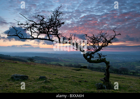 Arbre d'aubépine à Dartmoor façonnée par les éléments avec la tombée du ciel en arrière-plan, Dartmoor, Devon UK Banque D'Images