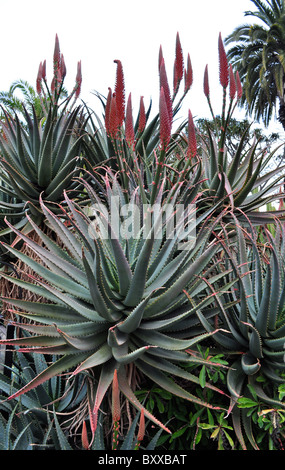 La floraison des cactus, aloès, Aloe marlothii Banque D'Images