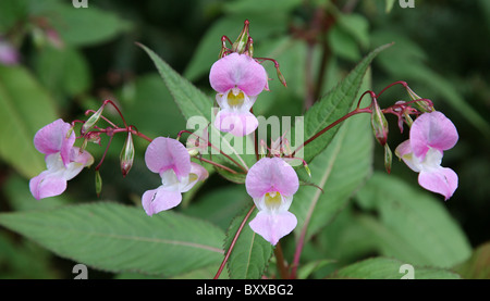 Cinq fleurs roses de Balsam himalayan (Impatiens glandulifera), Angleterre, Royaume-Uni Banque D'Images