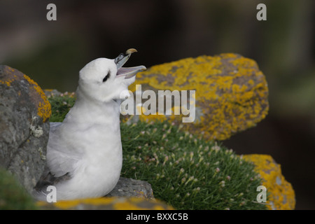 Fulmar (Fulmarus glacialis) sur les falaises de l'île de Handa, Highlands, Scotland, UK Banque D'Images