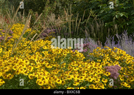 Les semis de prairie Wisley helenium Banque D'Images