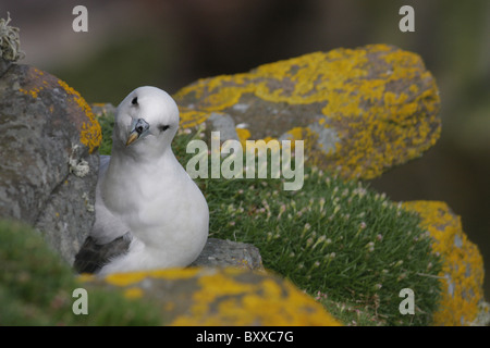 Fulmar (Fulmarus glacialis) sur les falaises de l'île de Handa, Highlands, Scotland, UK Banque D'Images