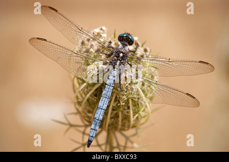 'Dragonfliy Skimmer carénées Orthetrum coerulescens' homme, Portugal Banque D'Images