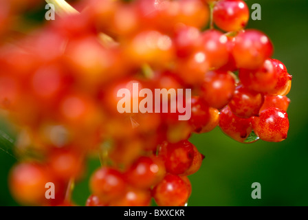 Viburnum opulus arbuste rose guelder Banque D'Images