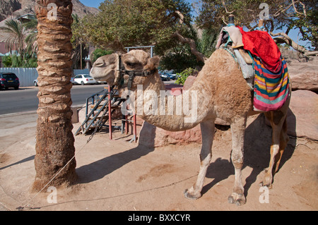 Un chameau arabe attend un touriste. Banque D'Images