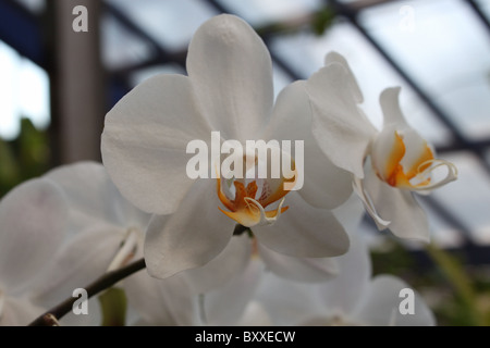 Orchidées Doritaenopsis blanc Banque D'Images