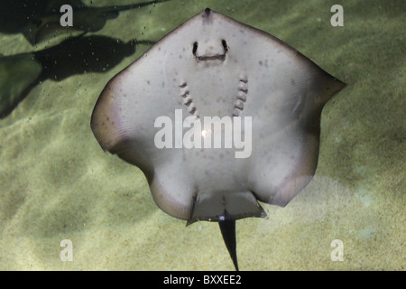 Ondulent ray dans l'aquarium Banque D'Images