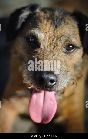 Petit brown chien terrier, Border terrier Lakeland/croix avec langue Banque D'Images
