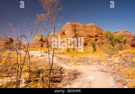 Des formations de roche conique au Bungle Bungles, le Parc National de Purnululu, Kimberley, Australie occidentale Banque D'Images