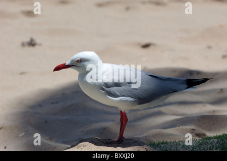 Mouette australienne à plage de l'Anse Vata, plage station à Nouméa, Nouvelle-Calédonie Banque D'Images