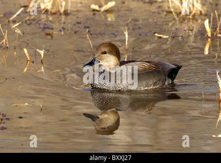 Femelle pilet, Bosque del Apache, Nouveau Mexique Banque D'Images