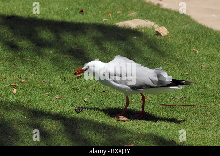 Mouette australienne à plage de l'Anse Vata, plage station à Nouméa, Nouvelle-Calédonie Banque D'Images