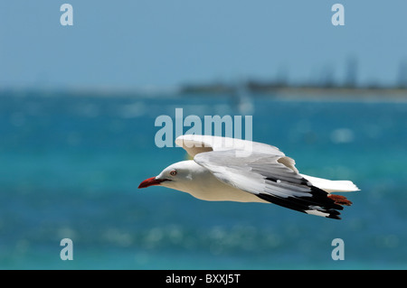 Mouette australienne à plage de l'Anse Vata, plage station à Nouméa, Nouvelle-Calédonie Banque D'Images