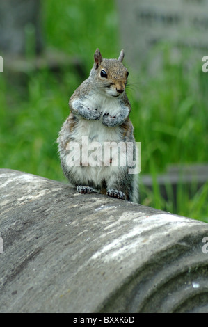 L'écureuil gris Sciurus carolinensis debout sur la pierre tombale Banque D'Images