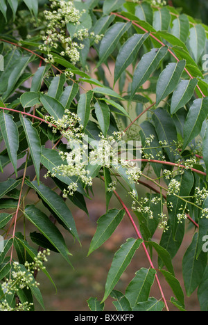 Arbre du ciel, Ailanthus, ou Chouchun, Ailanthus altissima var. tanakai, Simaroubaceae, Taïwan, l'Asie du Sud Est. Banque D'Images