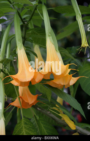 Anges Brugmansia x candida, trompettes, 'Grand Marnier', Solanaceae Banque D'Images