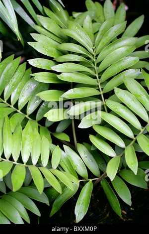 Palm en carton ou en carton, des cycadales, Zamiaceae Zamia furfuracea, Golfe du Mexique. Banque D'Images