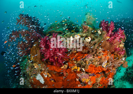 Récif de corail mou sain entouré par de petits poissons, les îles Raja Ampat, Papouasie occidentale, en Indonésie. Banque D'Images