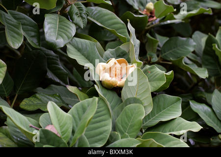 Evergreen chinois ou Magnolia, Magnolia Magnolia de Delavay delavayi, Magnoliaceae, sud-ouest de la Chine. Menacée de disparition, l'UICN Banque D'Images