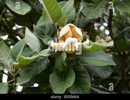 Evergreen chinois ou Magnolia, Magnolia Magnolia de Delavay delavayi, Magnoliaceae, sud-ouest de la Chine. Menacée de disparition, l'UICN Banque D'Images