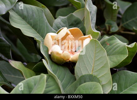 Evergreen chinois ou Magnolia, Magnolia Magnolia de Delavay delavayi, Magnoliaceae, sud-ouest de la Chine. Menacée de disparition, l'UICN Banque D'Images