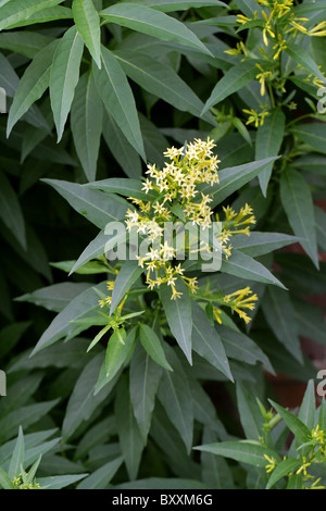 Cestrum vert ou chilienne, vert poison Berry, à feuilles de saule, Jessamine Cestrum parqui, Solanaceae. Banque D'Images