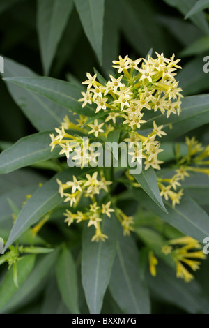 Cestrum vert ou chilienne, vert poison Berry, à feuilles de saule, Jessamine Cestrum parqui, Solanaceae. Banque D'Images