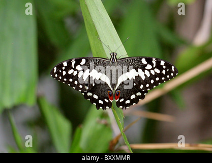 Les agrumes, papillon du machaon Papilio demoleus, Papilionidae, en Asie du sud-est de l'Australie Banque D'Images