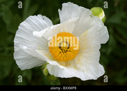 Tree Poppy californien ou ISBN 2-07-059113-1, Romneya hybrida, Papaveraceae. Originaire du sud de la Californie et du nord du Mexique. Banque D'Images