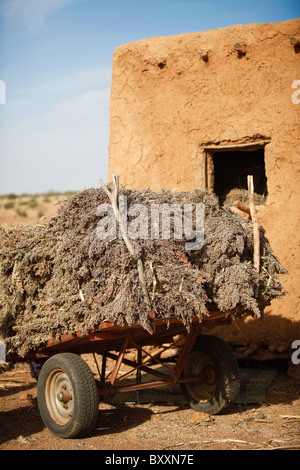 Dans le village peul de Jolooga dans le nord du Burkina Faso, le sorgho est récolté et stocké dans un grainery. Banque D'Images