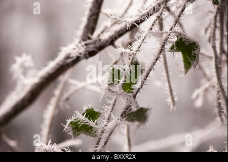 Feuilles de lierre couvert de givre Banque D'Images