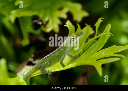 Anole vert lizard on leaf à Kauai Hawaii Banque D'Images