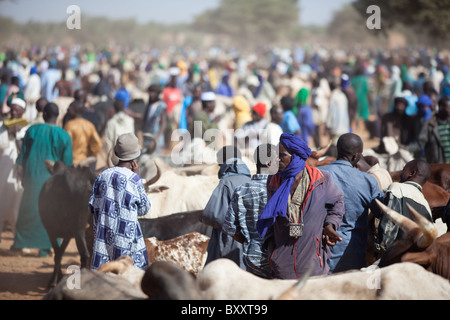 À l'hebdomadaire marché aux bestiaux de la ville de Djibo, au nord du Burkina Faso, les éleveurs peuls négocier la vente de bétail. Banque D'Images