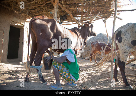 Dans le village d'Bantagiri saisonnières dans le nord du Burkina Faso, une femme Peul milks une vache. Les Peuls sont traditionnellement nomades. Banque D'Images