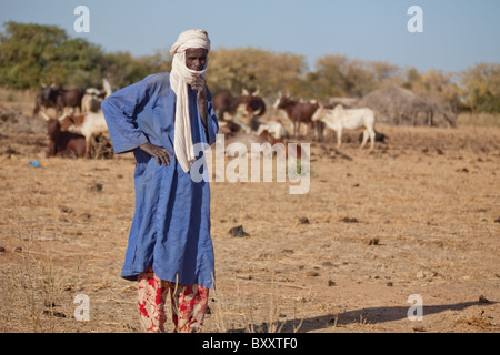 Dans le village d'Bantagiri saisonnières dans le nord du Burkina Faso, un vieil homme Peul veille sur les vaches. Banque D'Images