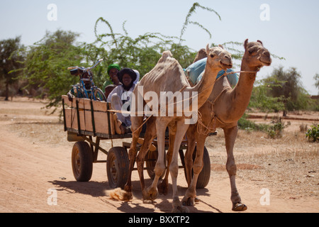 Un groupe de Peuls monter un chameau panier à travers le village de Bourro marché dans le nord du Burkina Faso. Banque D'Images