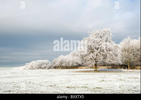 Arbres couverts de givre en hiver, Stroud, Gloucestershire, Angleterre, Royaume-Uni Banque D'Images