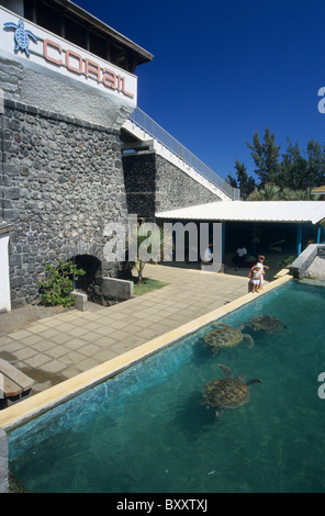 Piscine avec les tortues vertes, centre de conservation des tortues Kelonia, Saint Leu, La Reunion Island (France), de l'Océan Indien Banque D'Images