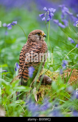 Crécerelle d'Amérique ( Falco tinnunculus ) femelle sur souche en bois bluebell Banque D'Images