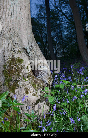 Chouette chevêche Athene noctua ( ) à l'emplacement du nid en bois bluebell avec les proies Banque D'Images