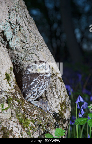 Chouette chevêche Athene noctua ( ) à l'emplacement du nid en bois bluebell avec les proies Banque D'Images