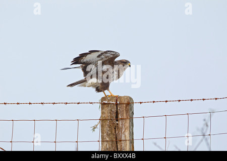 Buse variable (Buteo buteo ) atterrissage sur piquet Banque D'Images