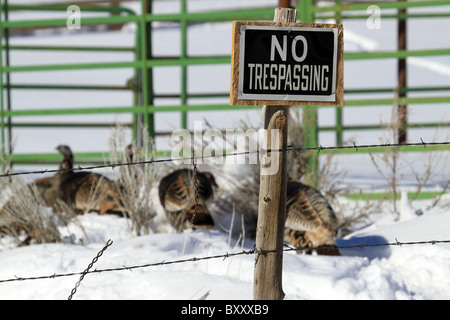 Un troupeau de dindons sauvages rassemble en toute sécurité derrière une clôture d'aucun signe d'intrusion dans l'hiver, centre de l'Utah. Pas de chasse. Banque D'Images