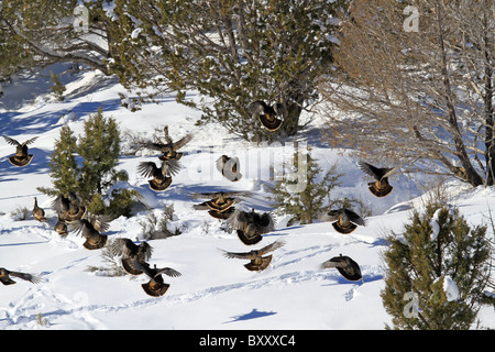 Le dindon sauvage en vol voler à flanc de colline dans l'hiver et la neige. Troupeau de dindes de retourner à la poussière. Banque D'Images