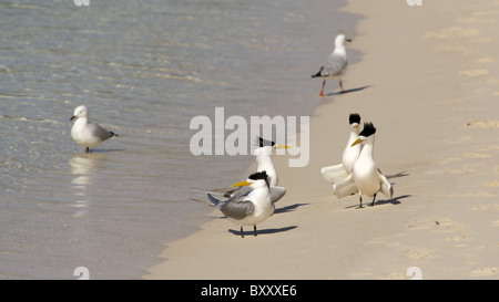 La sterne huppée (goélands et deux d'argent) sur la plage de Rottnest Island, Australie de l'Ouest. Banque D'Images