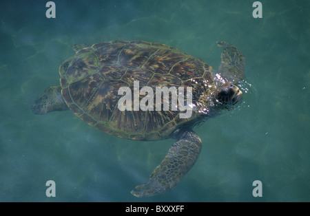 Tortue verte (Chelonia mydas), centre de conservation des tortues Kelonia, Saint Leu, La Reunion Island (France), de l'Océan Indien Banque D'Images