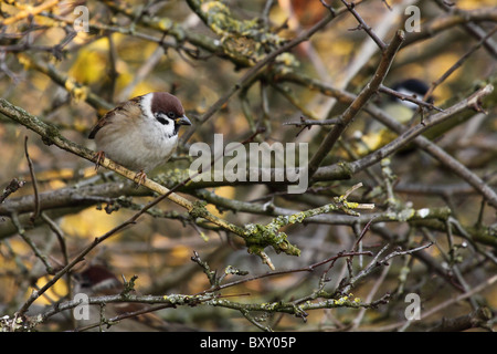 Moineau friquet Passer montanus timide oiseau rare uk angleterre châtaigner europe mâle de bec de galles ecosse paysage Banque D'Images