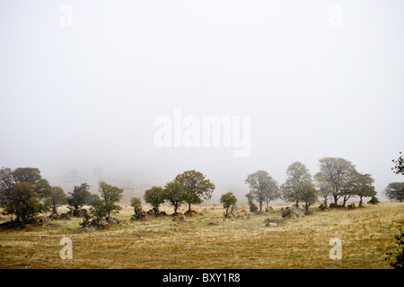 Le brouillard se déplace dans les arbres de chêne dans les contreforts des montagnes de la Sierra Nevada de Californie, USA. Banque D'Images