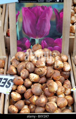 Bulbes de tulipes à la vente dans le studio Rose, marché aux fleurs d'Amsterdam, Hollande Banque D'Images